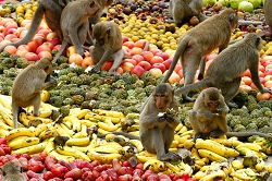Банкет для обезьян. Таиланд, Лопбури. Турфирма ТАЛОРА.