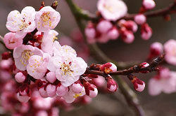 Праздник цветения сакуры "Ханами", Япония. Турфирма ТАЛОРА.