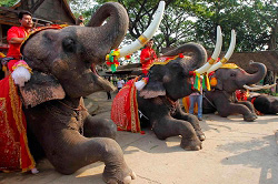 Шоу слонов в Сурине. Таиланд. Турфирма ТАЛОРА.