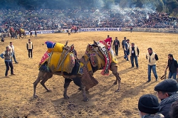 Бои верблюдов. Турция, Сельчук. Турфирма ТАЛОРА.