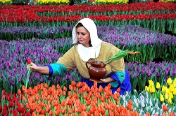 Фестиваль Тюльпанов в Амстердаме. Турфирма ТАЛОРА.