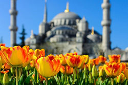 Праздник тюльпанов в Турции. Турфирма ТАЛОРА.