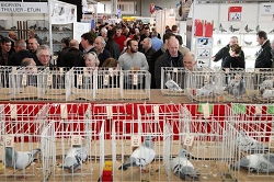 Ярмарка почтовых голубей. Бельгия, Кортрейк. Турфирма ТАЛОРА.