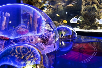 Океанариум Sea Life. Стабул. Турфирма ТАЛОРА.